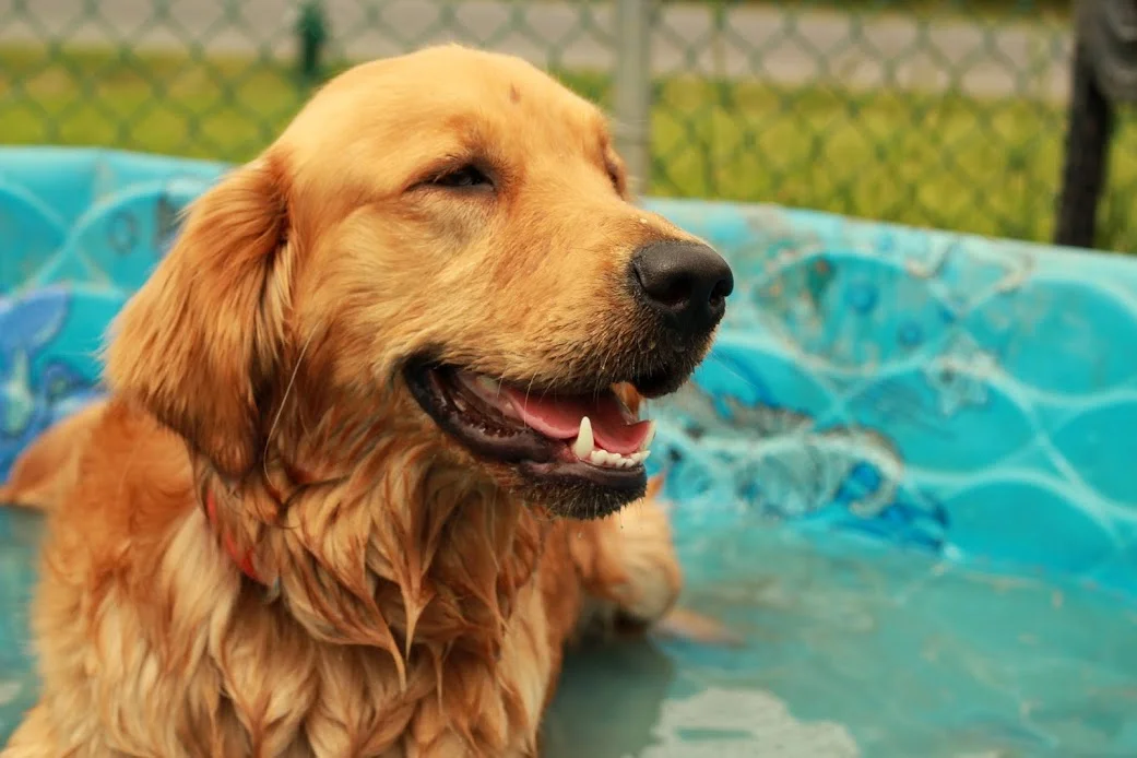 Dylan Boyce Dog Training and Playgroup Albany 7.JPG