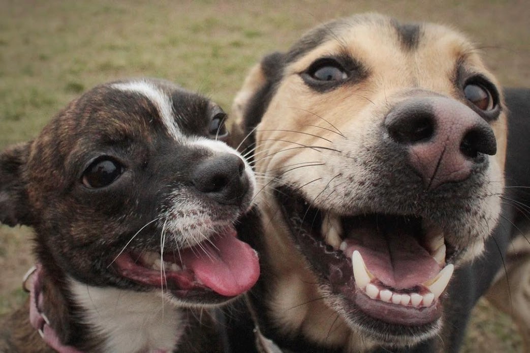 Freja and Yogi%0A%0A#chihuahua #houndmix.jpg