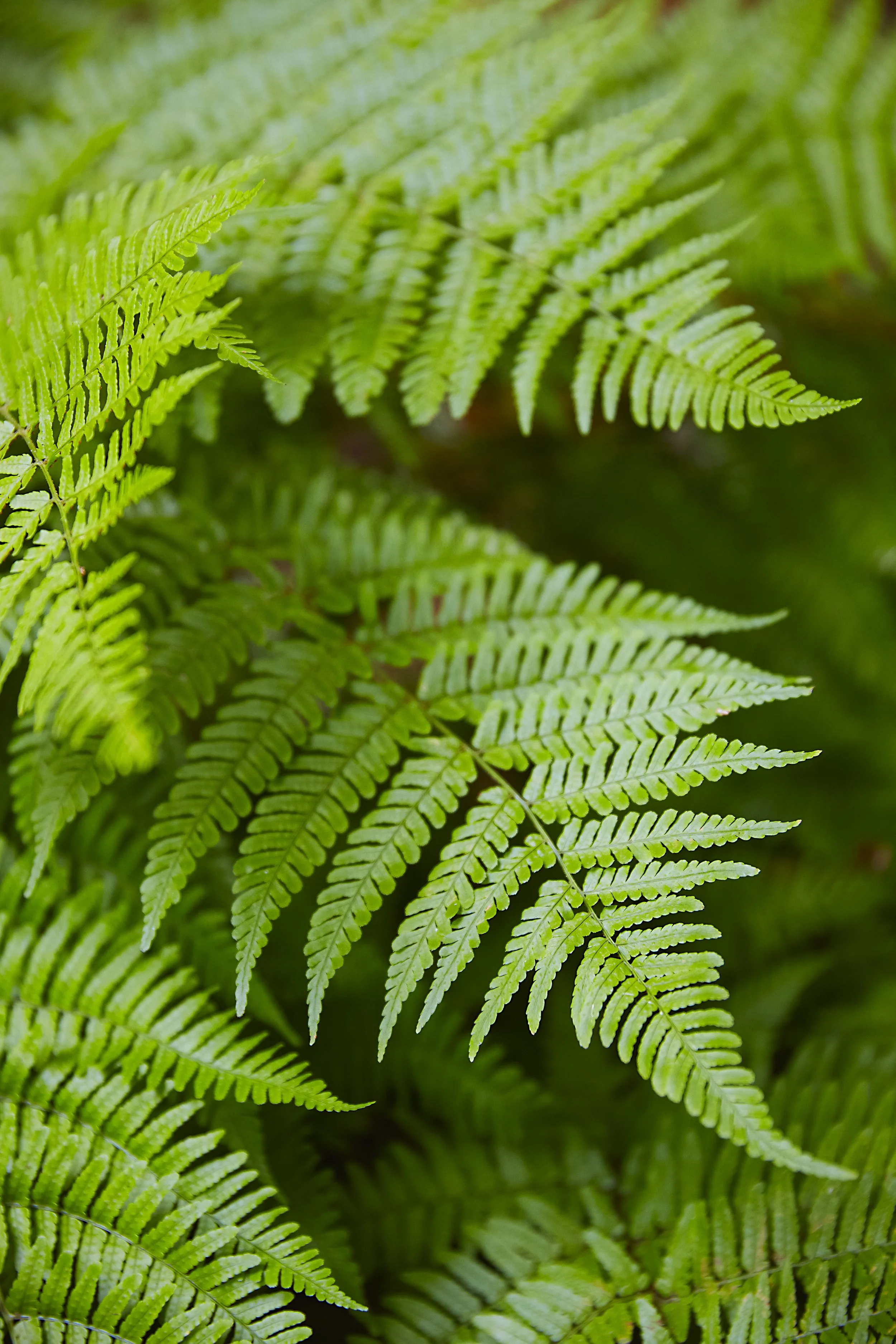 2X0A2132sat 1_56.jpg