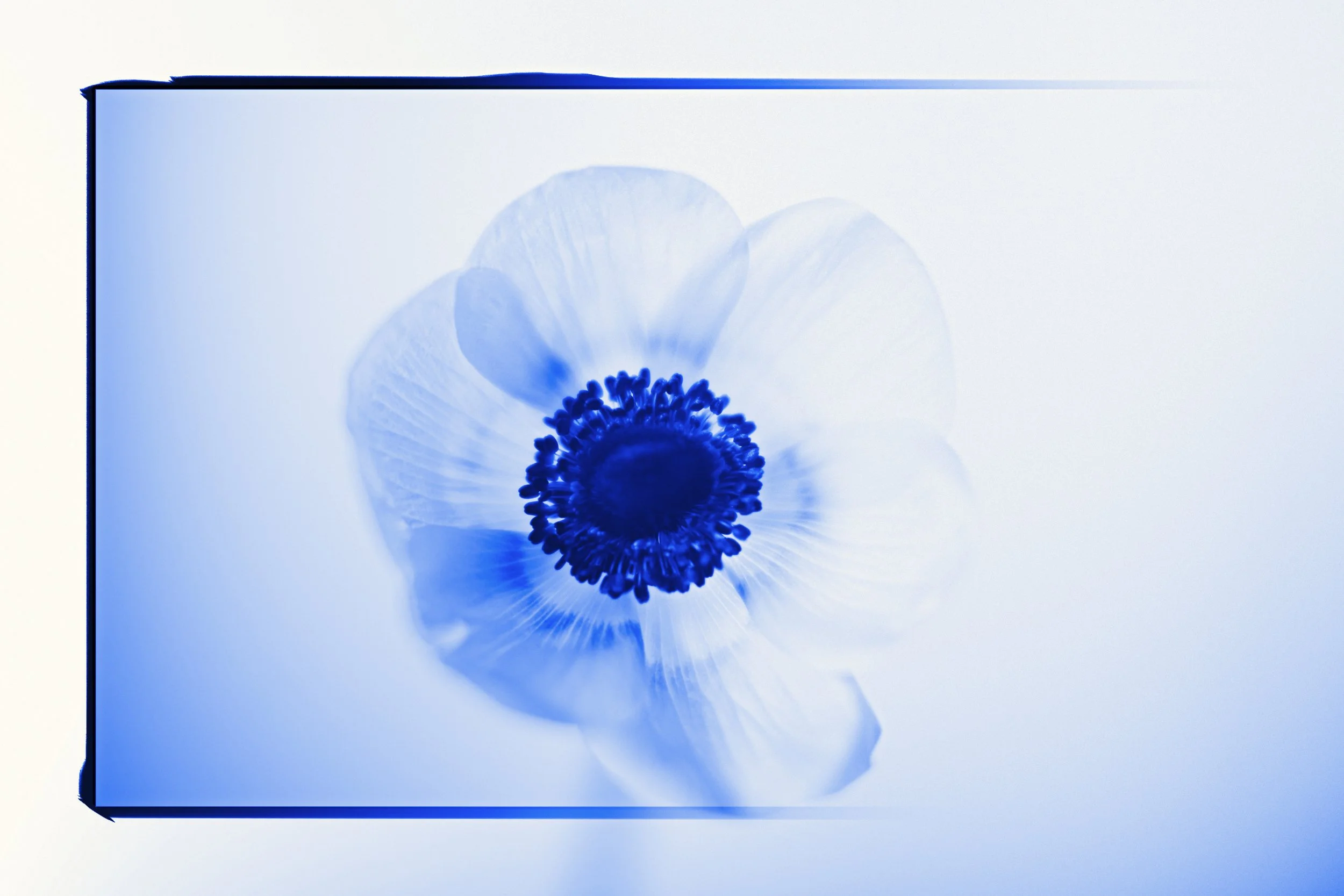 JanekPhoto_Botanicals078blue_01.jpg