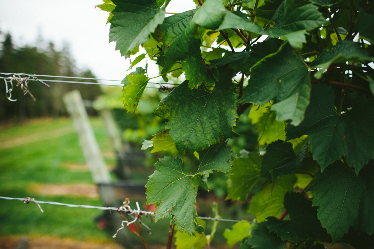 Luckett Vineyards Wolfville Wedding 