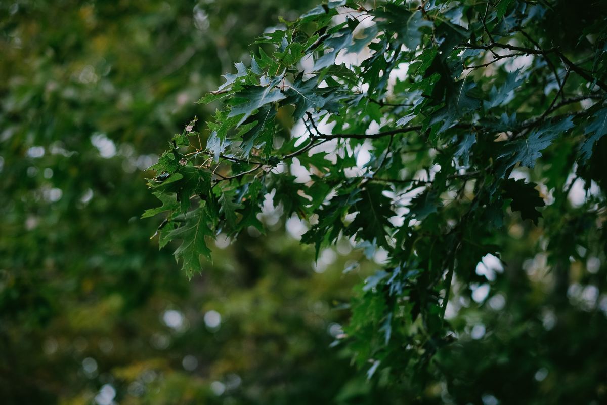 A Bishopville backyard wedding