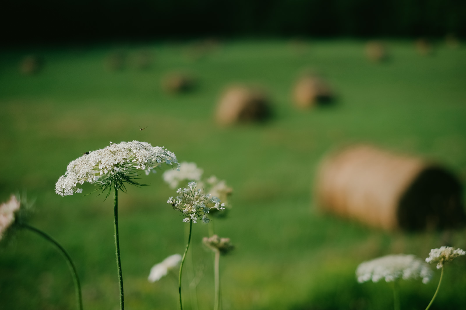 Wolfville gaspereau valley nova scotia Backyard Yurt Wedding