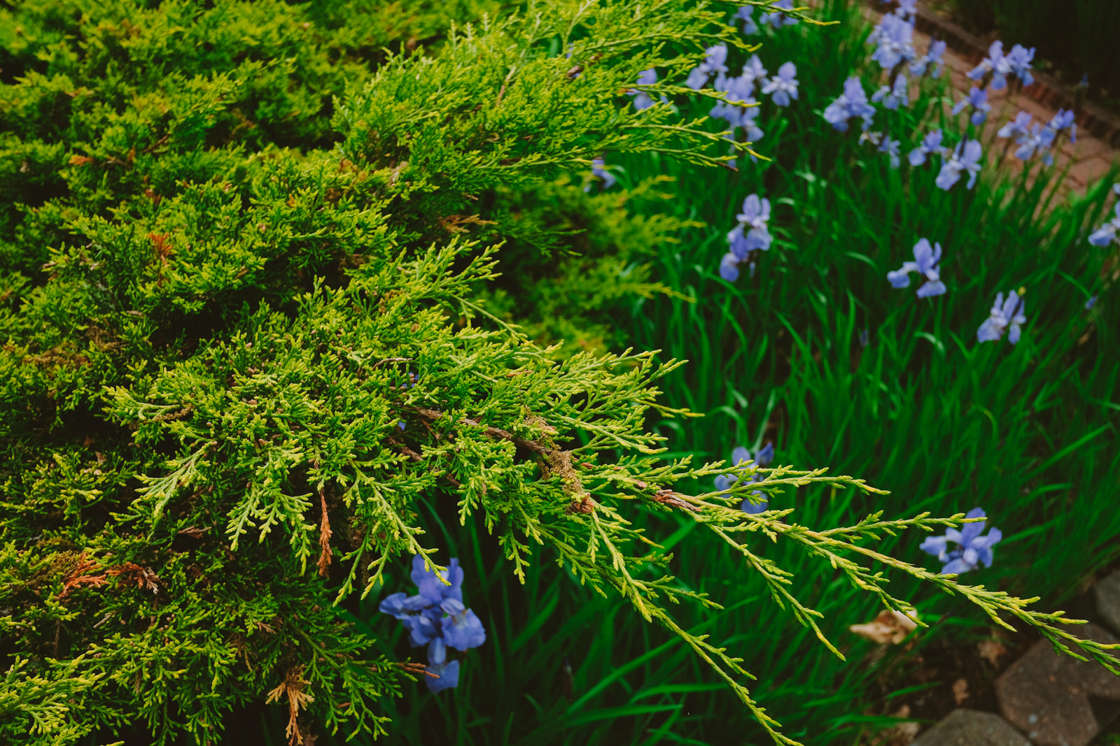 An intimate summer wedding in bridgetown nova scotia