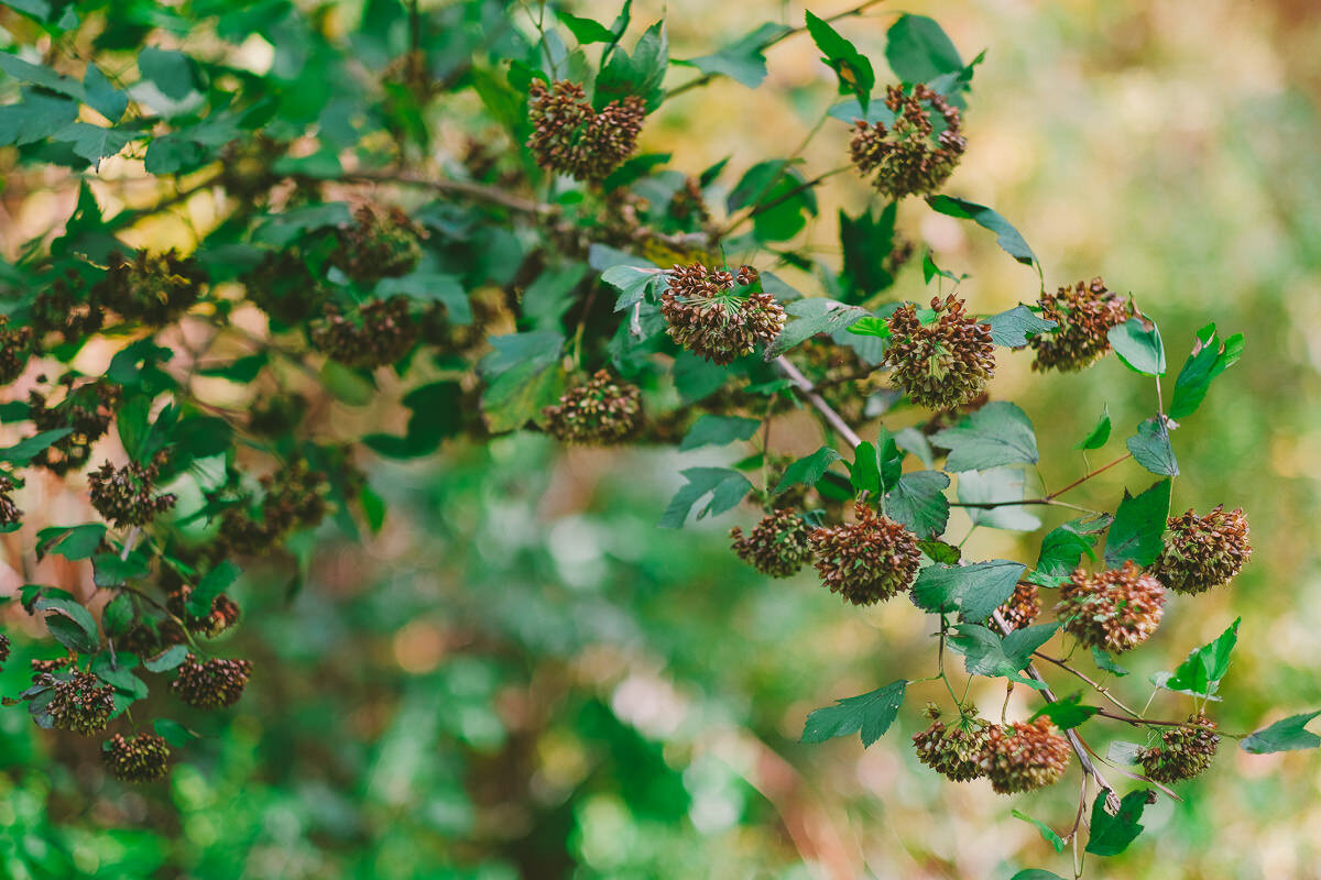  A fall wedding at Sullivan's Pond in Dartmouth, Nova Scotia, followed by a backyard reception. Formal photographs along the Dartmouth Waterfront by Evan McMaster, a Halifax based Wedding Photographer. 