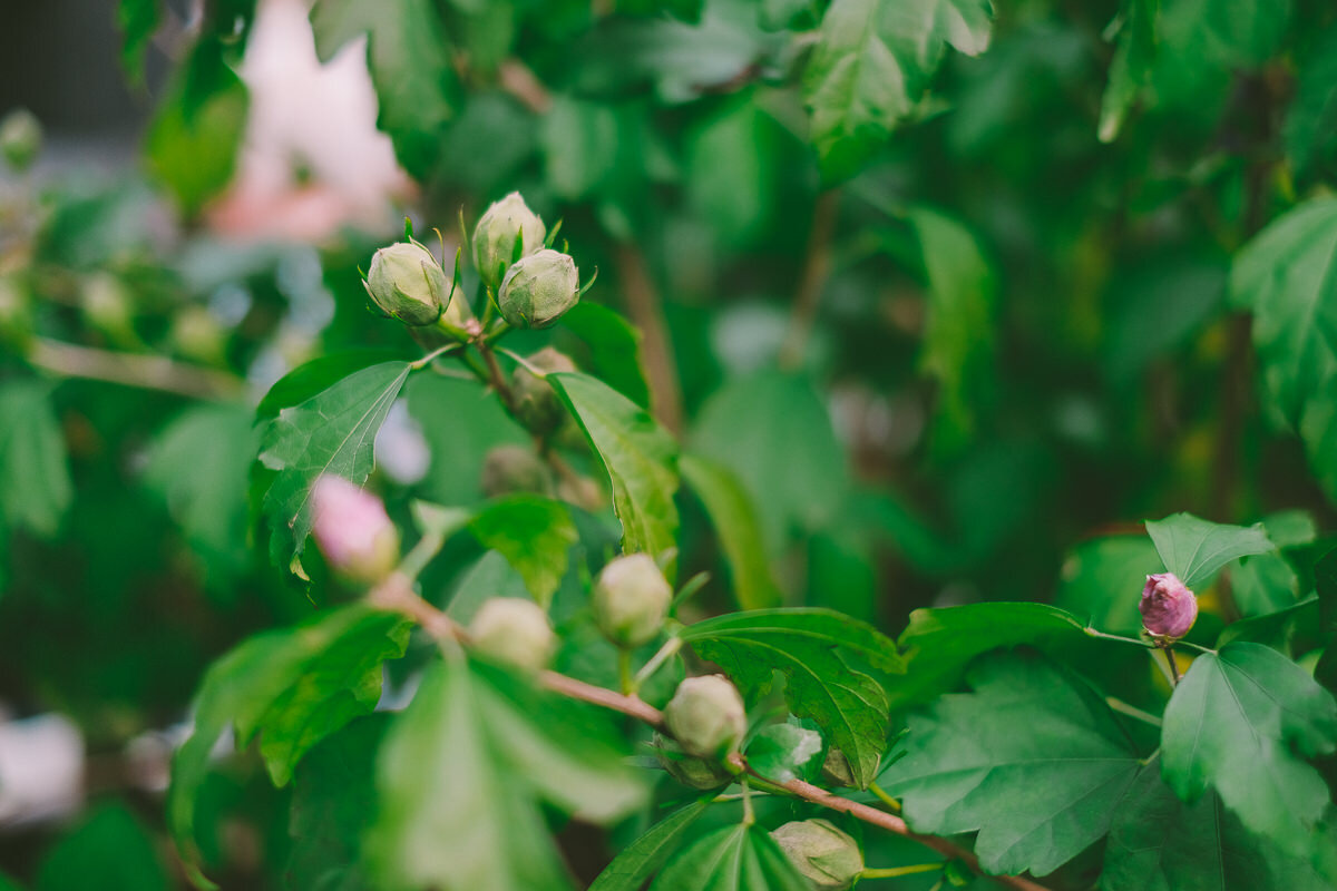  A fall wedding at Sullivan's Pond in Dartmouth, Nova Scotia, followed by a backyard reception. Formal photographs along the Dartmouth Waterfront by Evan McMaster, a Halifax based Wedding Photographer. 