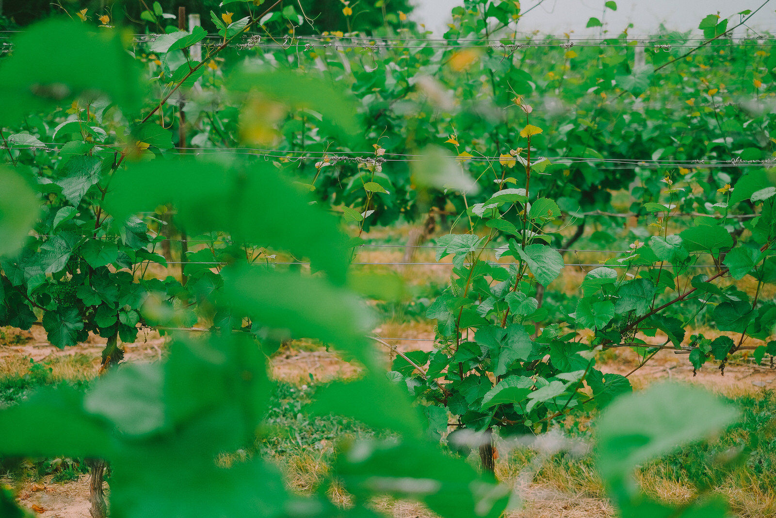  A lovely mid-summer wedding at Sainte-Famille Wines Ltd, located just outside of Windsor Nova Scoita. Candid wedding photographs captured by Halifax based photographer Evan McMaster. 