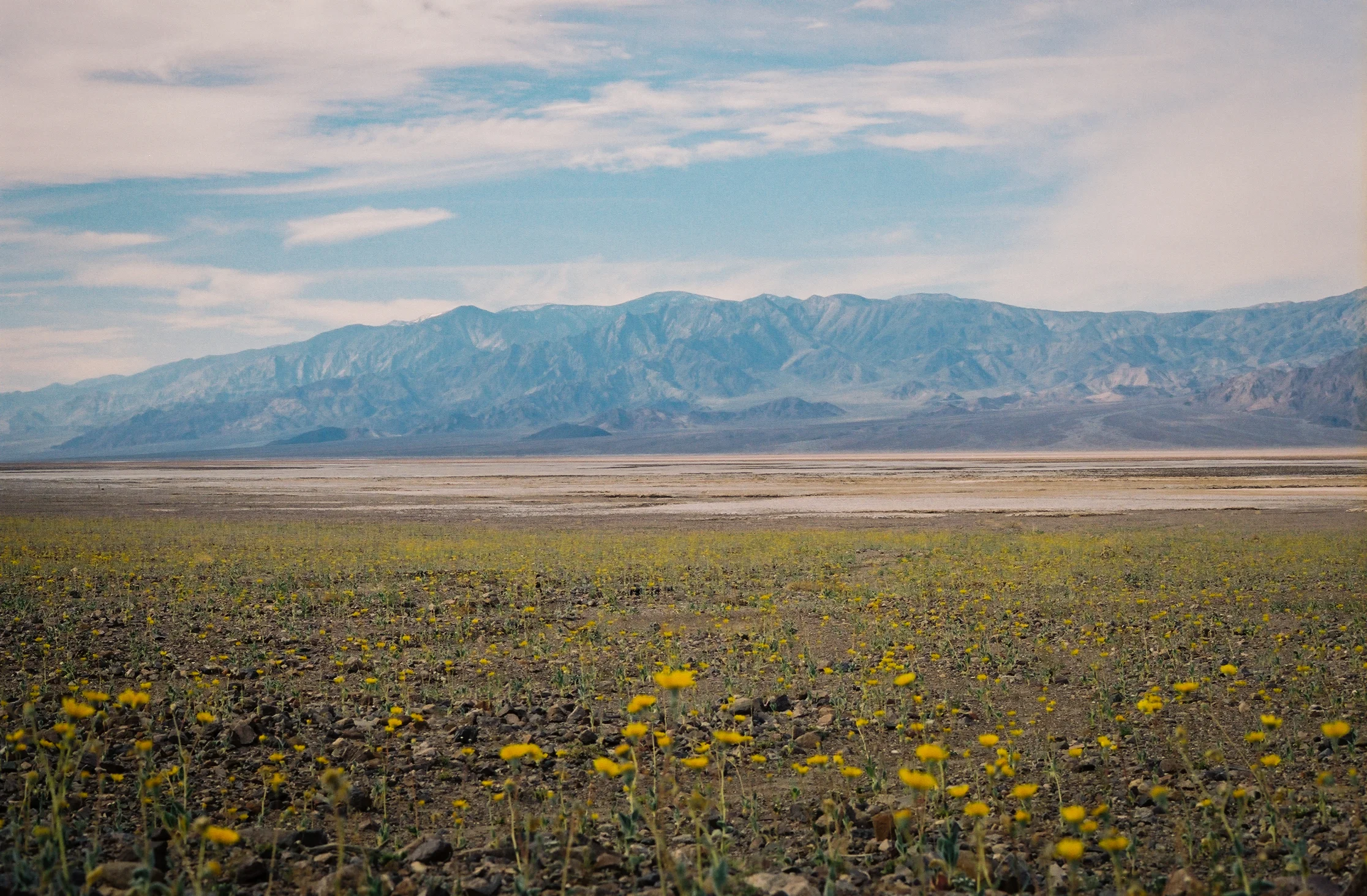 AstroBandit_JordanRose_DeathValley_Superbloom_DearDesertWildflower_3.jpg