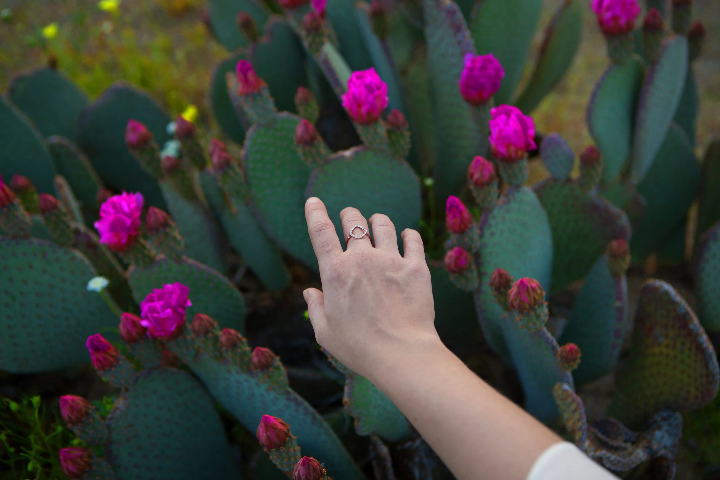 AstroBandit_AnzaBorrego_Superbloom_8.jpg