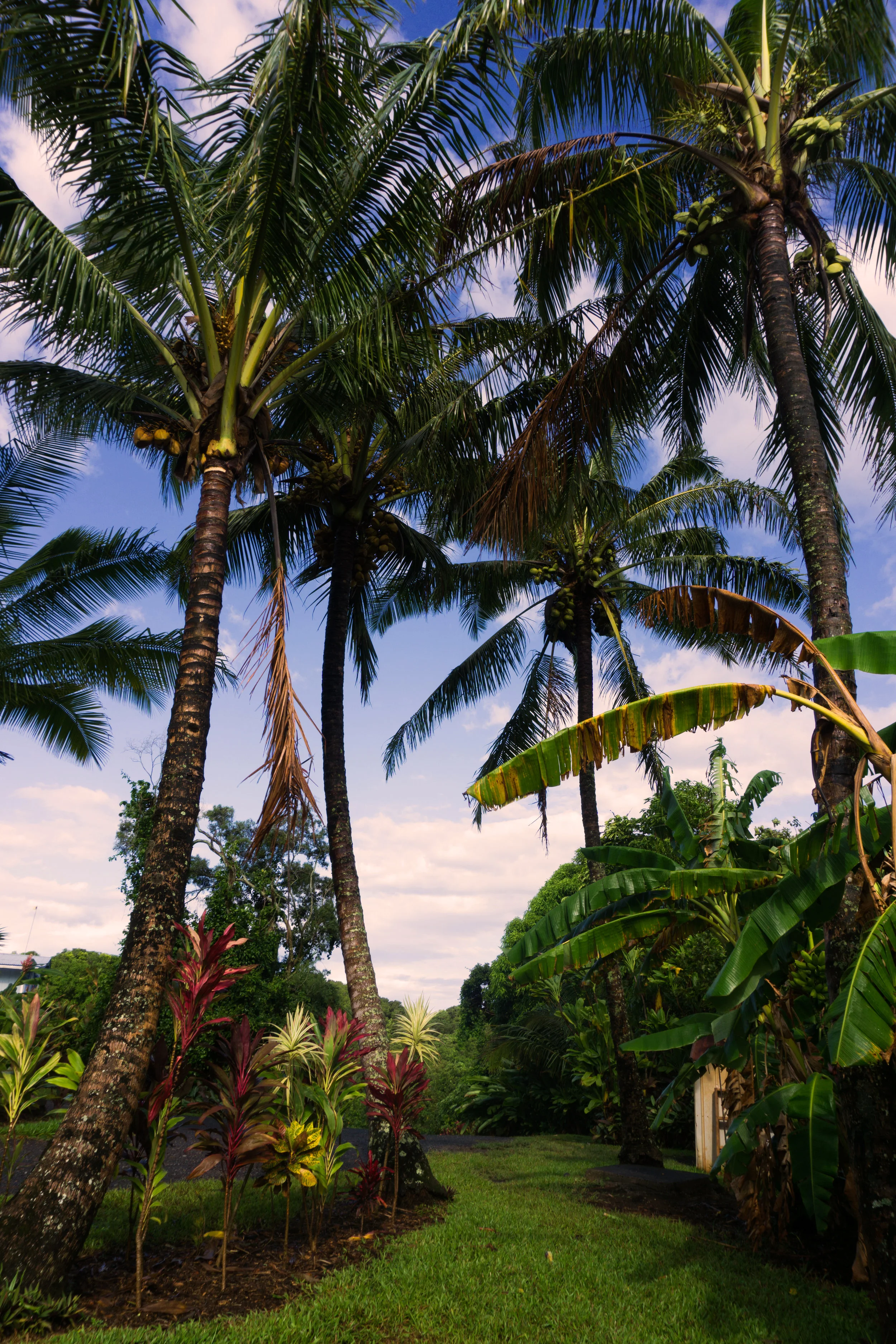 AstroBandit_Maui_Hawaii_JordanRose_NorthShore_1.jpg