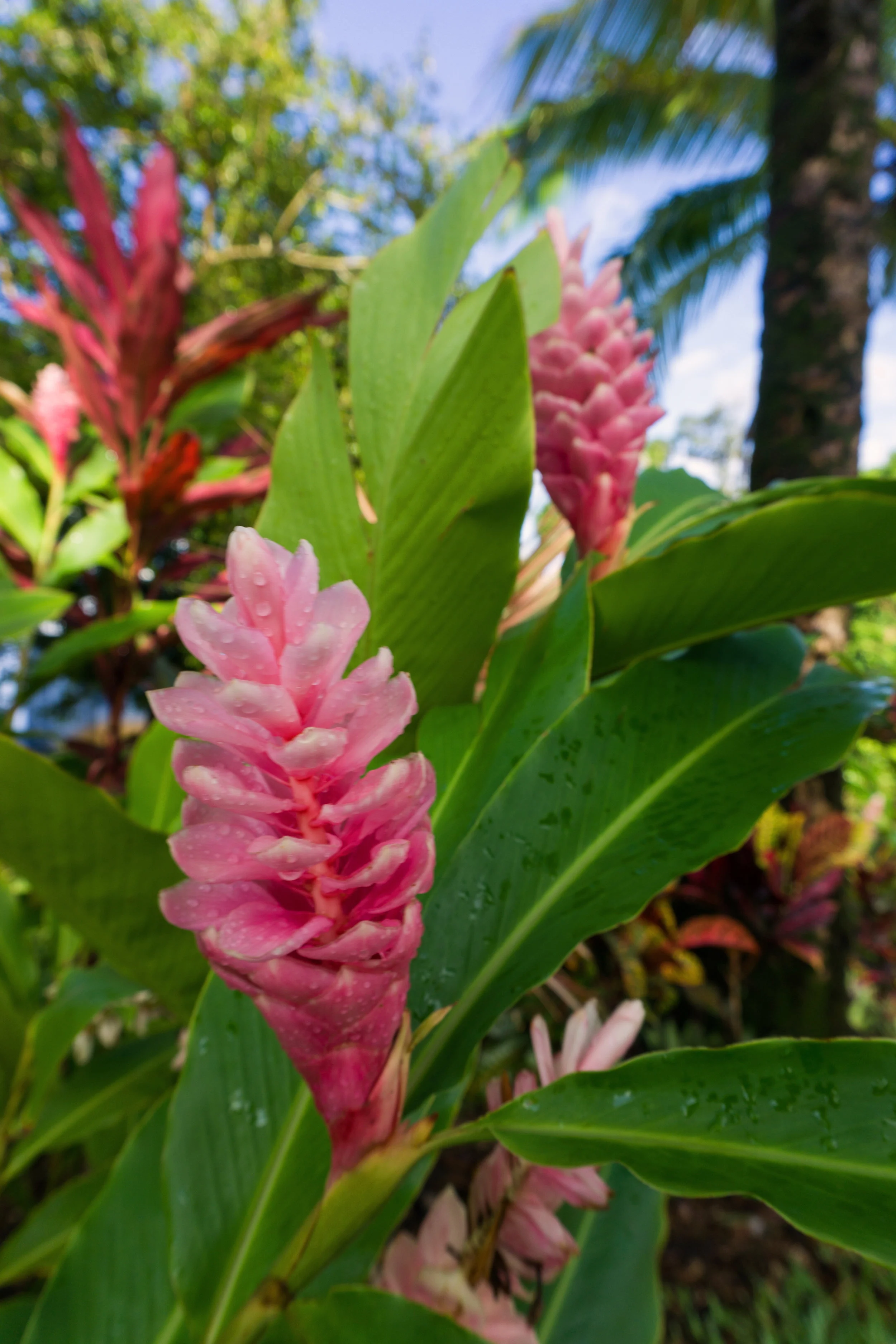 AstroBandit_Maui_Hawaii_JordanRose_NorthShore_10.jpg