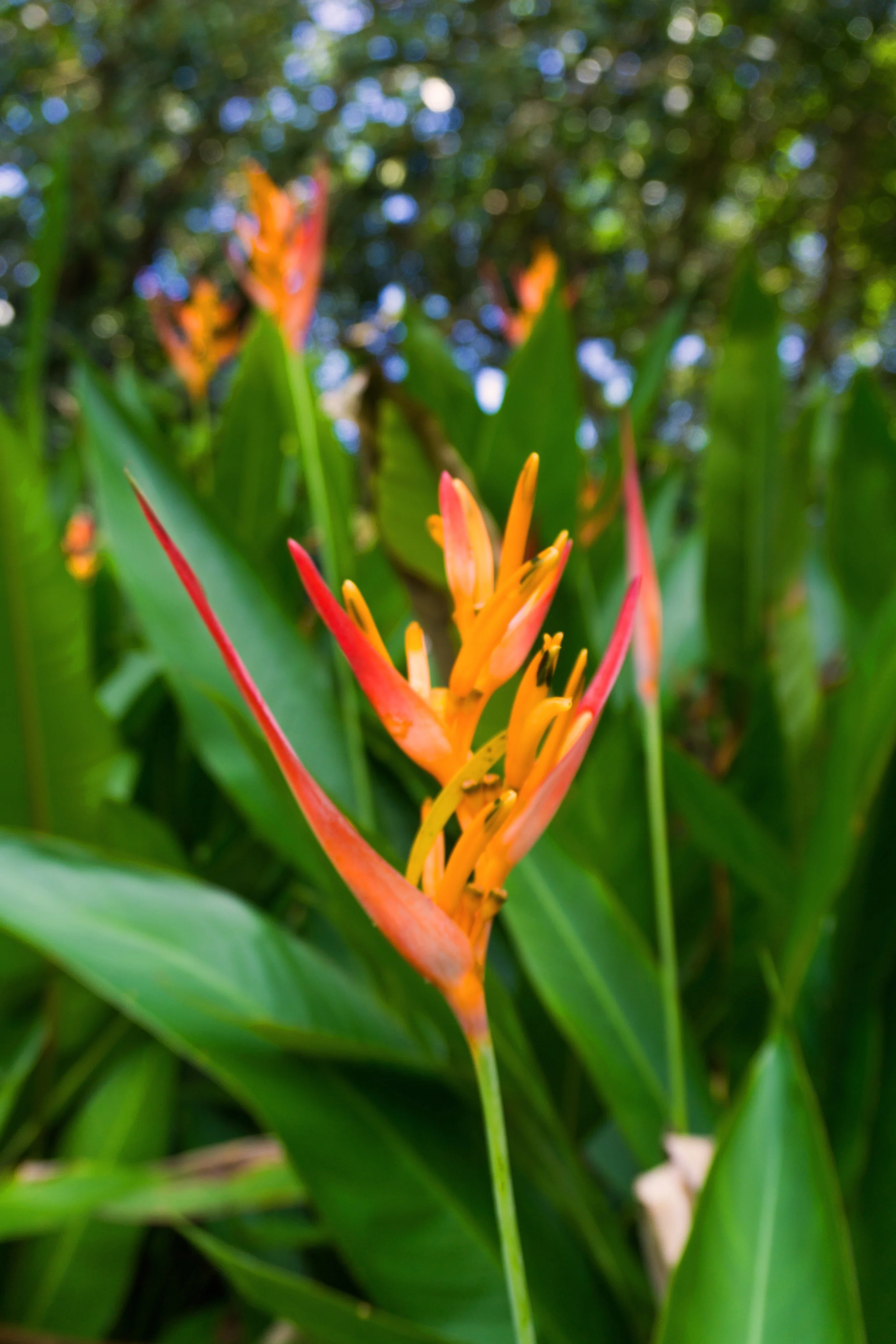 AstroBandit_Maui_Hawaii_JordanRose_NorthShore_13.jpg