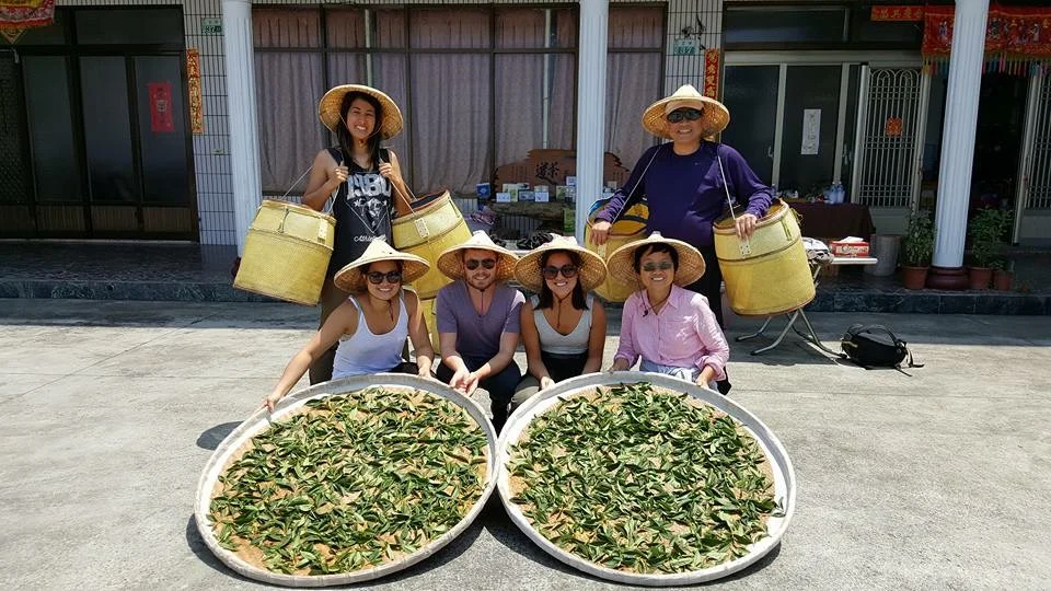 Our tea harvest at Alishan!