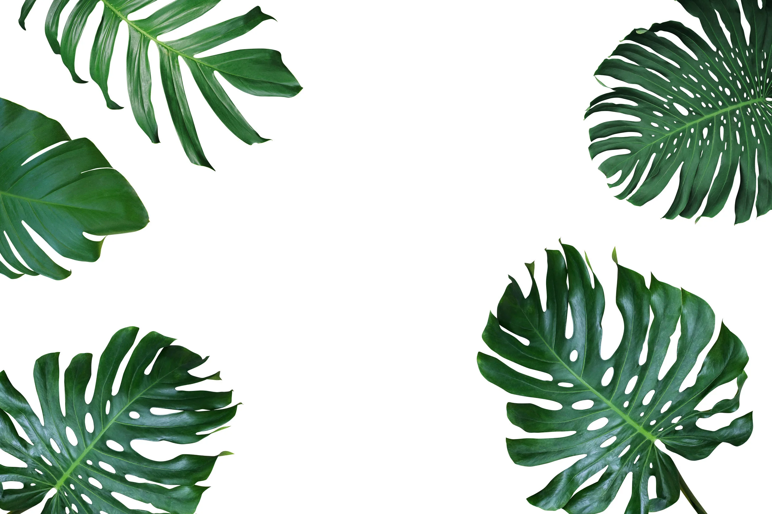 Tropical leaves nature frame layout of Monstera deliciosa, split-leaf philodendron, and pothos the exotic plants on white background.