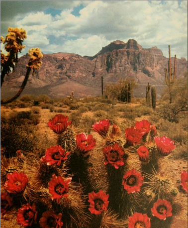 canyonflowers.png