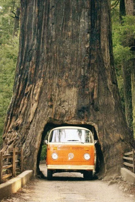 vw.jpg