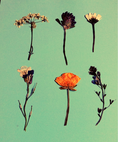 flowers.png