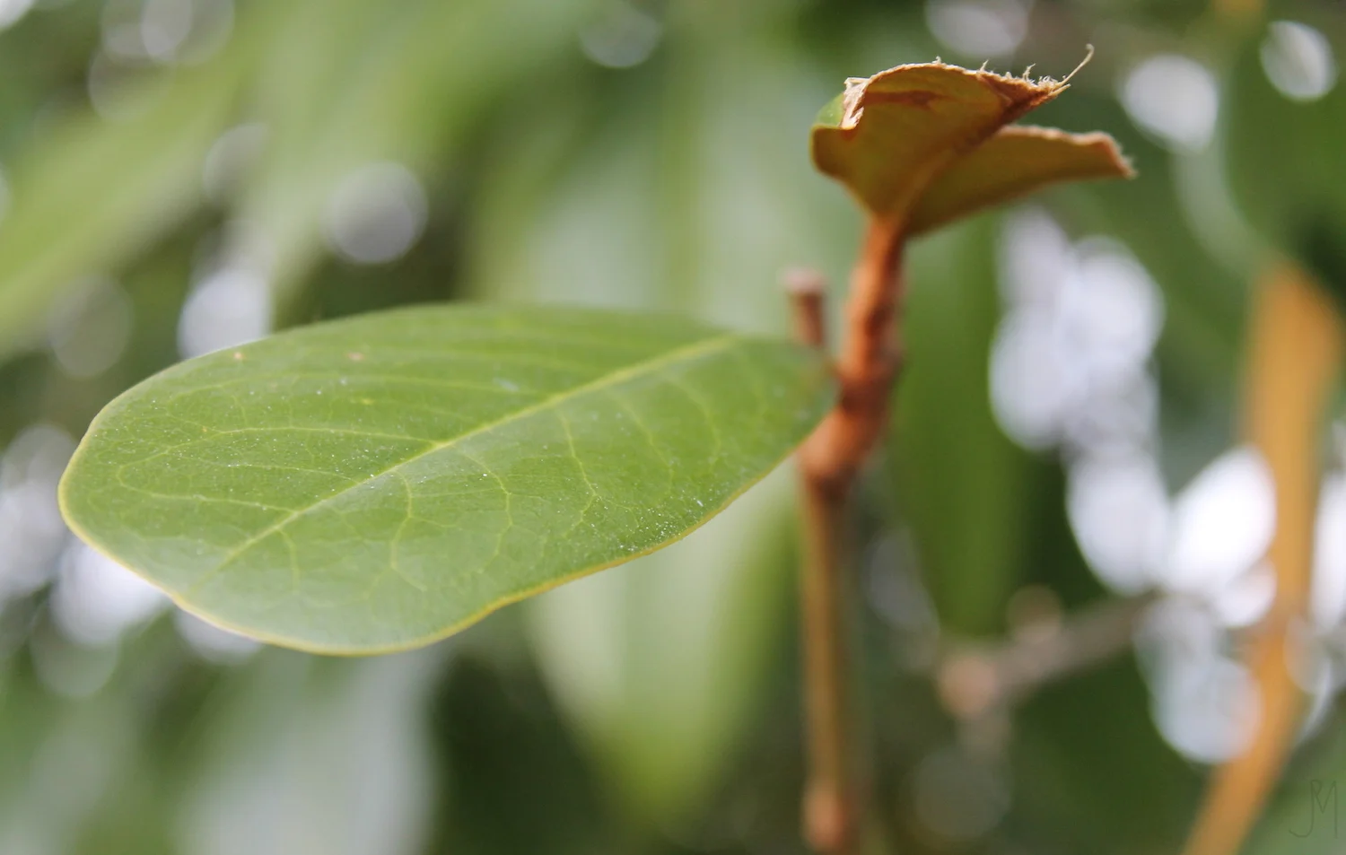 leaves _4_201610.JPG