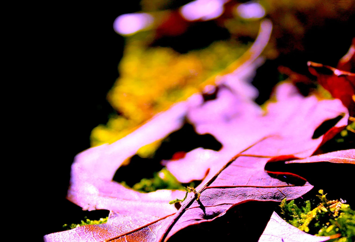 leaves _4_201601.JPG