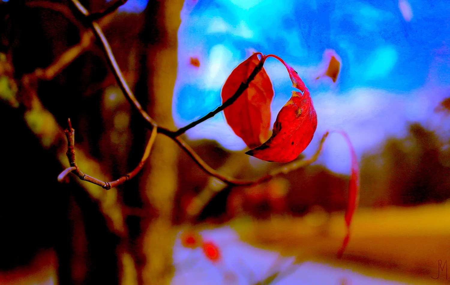 leaves _4_201609.JPG