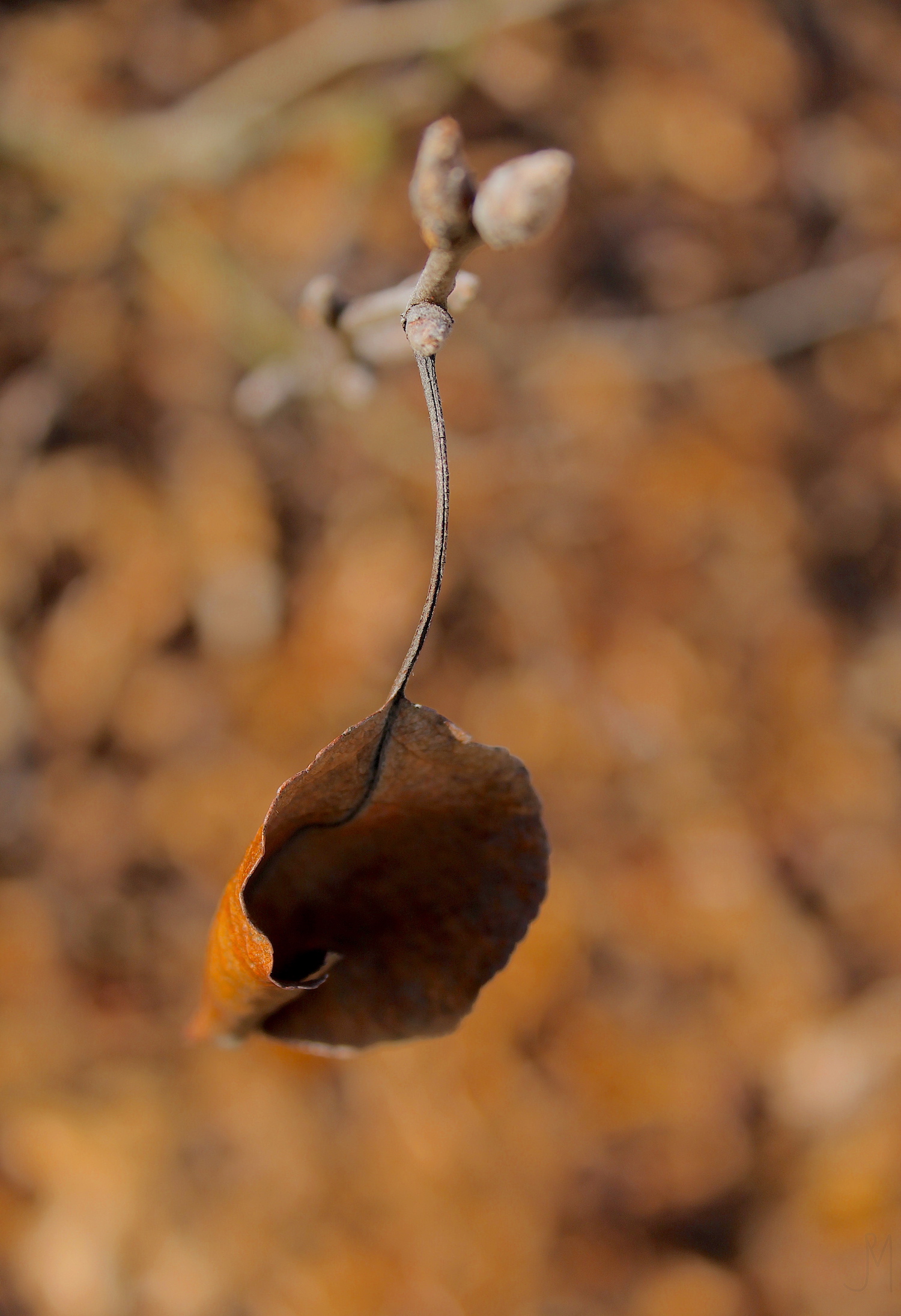 leaves _4_201605.JPG