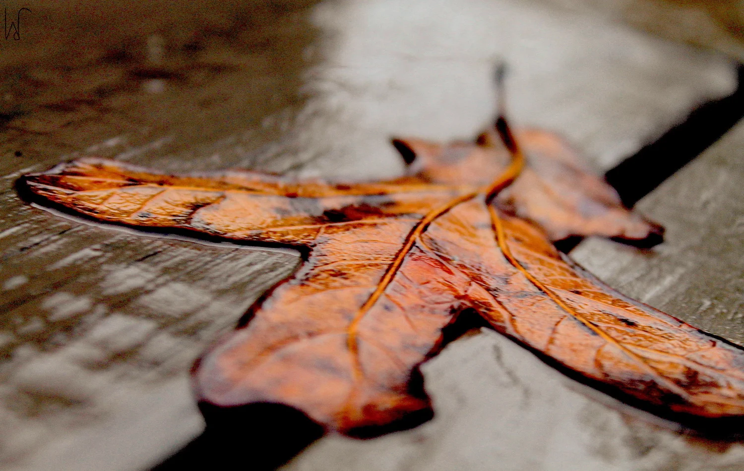 leaves _4_201612.JPG