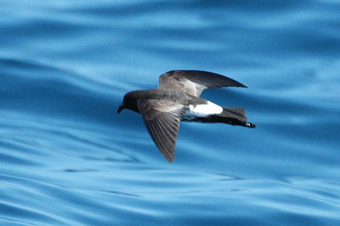 Come back! The New Zealand storm - Image credit: Petrel Aviceda at English Wikipedia