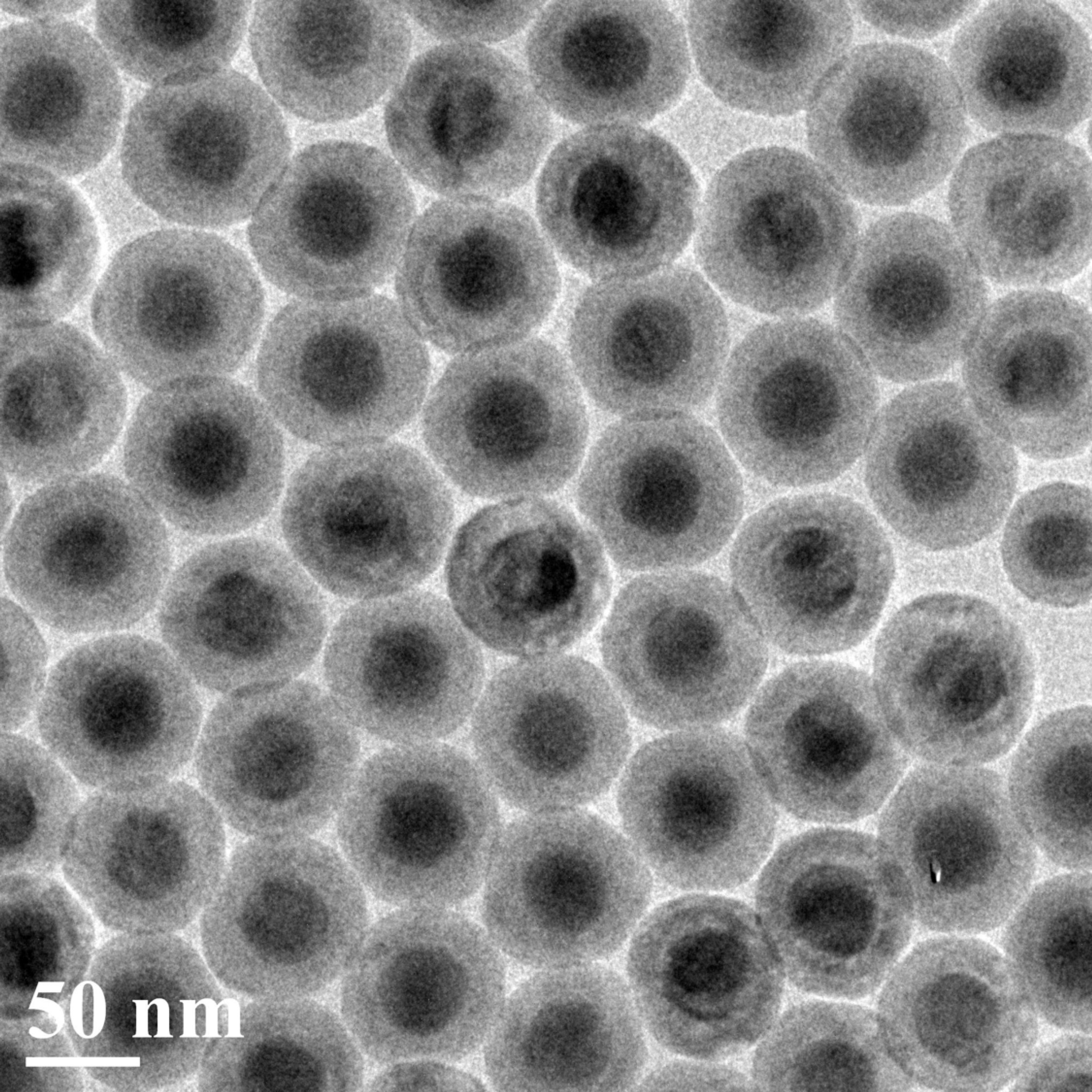 A transmission electron microscopy image of the new nanoparticles, which convert invisible near-infrared light to higher energy blue and UV light with high efficiency. Each particle is about 50 nanometers in diameter - Image credit: Institute for Lasers, Photonics and Biophotonics, University at Buffalo