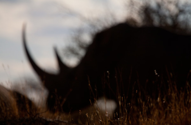 What does the future hold for the white rhino? - Image Credit: Jason Gilchris