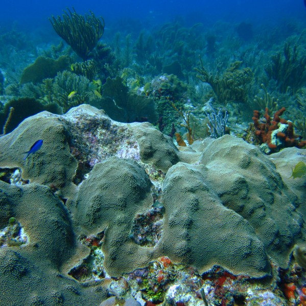 Orbicella faveolata, also known as boulder coral or mountainous star coral, in a Caribbean coral reef. Researchers have discovered that this species of coral is able to withstand repeated heat stress, known as "bleaching," in part because of fat it stores in its body. - Image Credit: Verana Schoepf, University of Western Australia