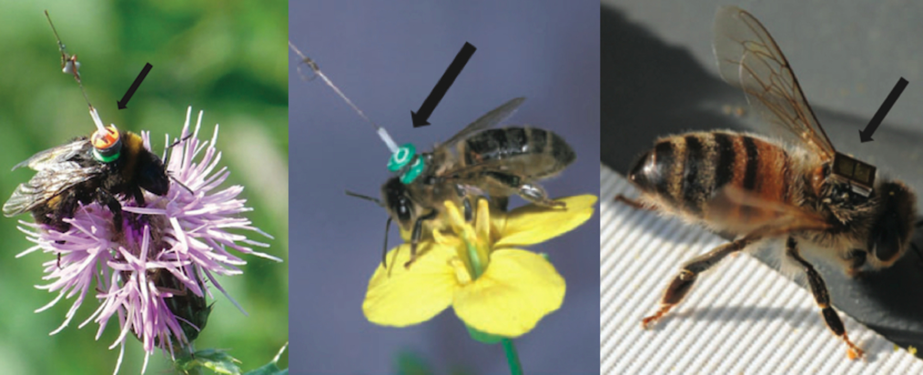 Previous attempts have either been too heavy (left + centre) or too weak to send long-distance signals (right) Stephan Wolf (L), Andrew Martin (C), ACTA & Axel Decourtye (R); taken from Kissling et al / Biological Reviews