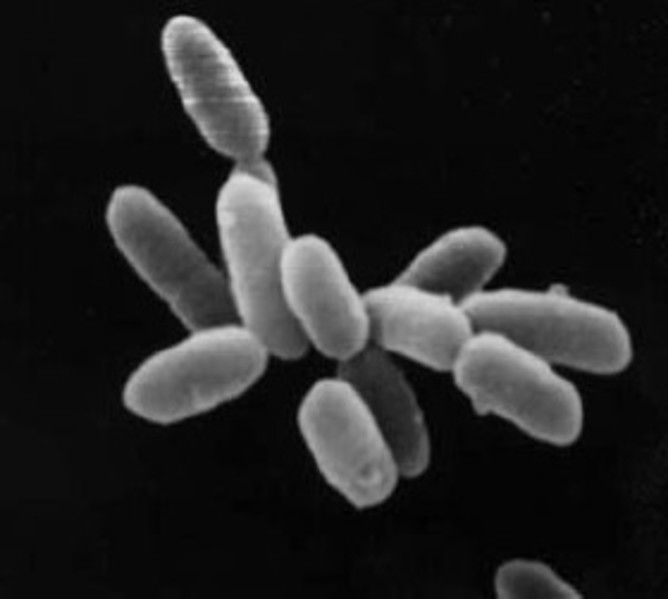 Halobacteria are a type of Archaea. - Image Credit: NASA
