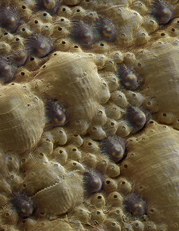 This light micrograph shows a region of the chiton’s shell surface with multiple small dark-pigmented eyes composed of aragonite, the same biomineral that also makes up the rest of the shell - Image Credit: Wyss Institute at Harvard University