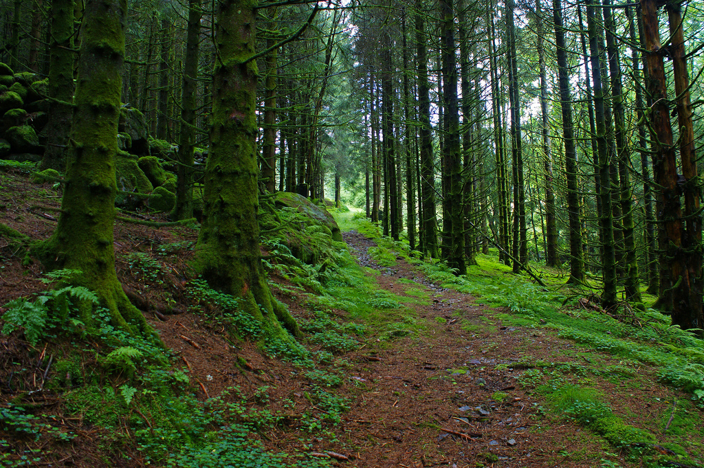 Trees take carbon out of the atmosphere – Image Credit: Randi Hausken /flickr
