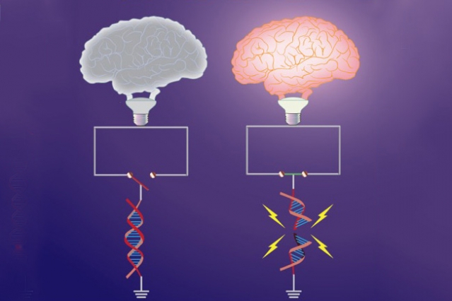 Early-response genes, which are important for synaptic plasticity, are “switched off” under basal conditions by topological constraints. Neuronal activity triggers DNA breaks in a subset of early-response genes, which overrides these topological constraints, and “switches on” gene expression. Shown here is the topological constraint to early-response genes represented as an open switch (left) that is tethered by intact DNA. Formation of the break severs the constraint, and promotes the circuit to be closed (right). The “brain bulb” represents the manifestation of neuronal activity - Image Credit: MIT