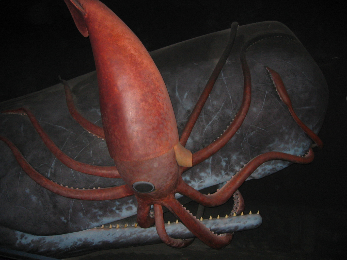 Reconstruction of an epic battle between a giant squid and its nemesis, the sperm whale - Image Credit: American Museum of Natural History.