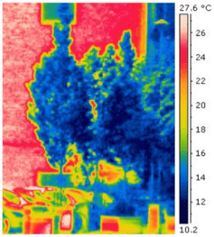 Evapotranspiration in action – Image Credit: Roland Ennos , Author provided