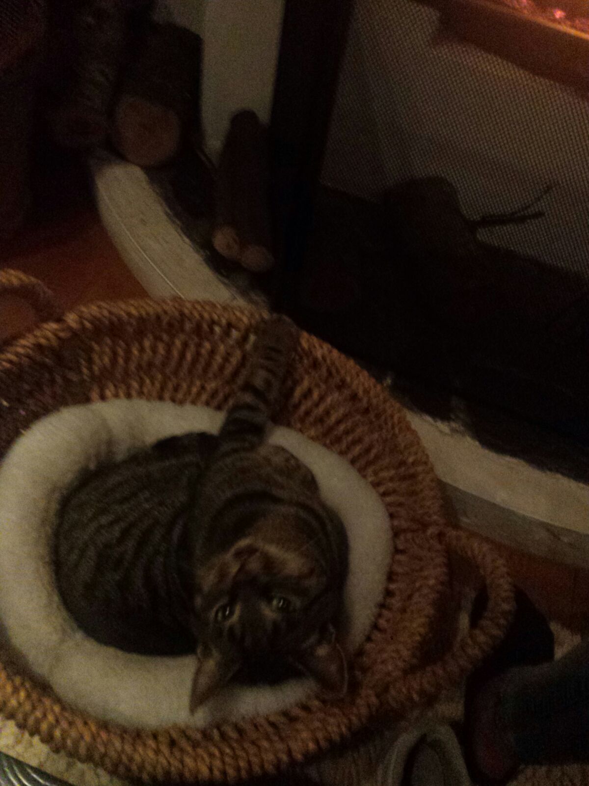 As snug as a bug in a rug - Image Credit: Pruts via universal-sci