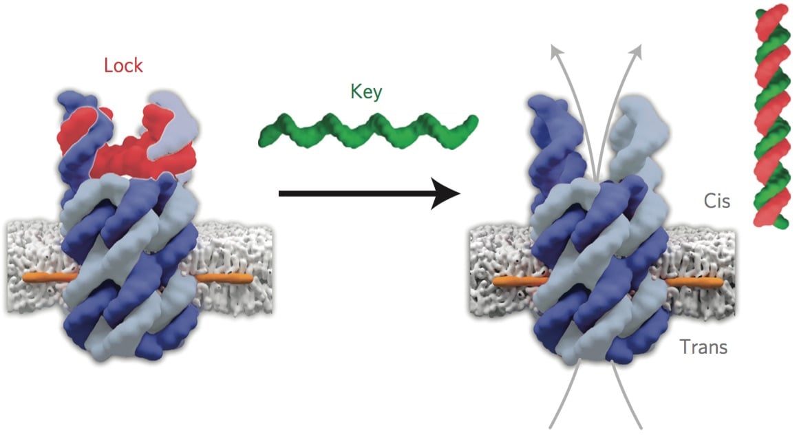 Lock and key mechanism - Image Credit DR Stefan Howorka and Dr Jonathan Burns, UCL