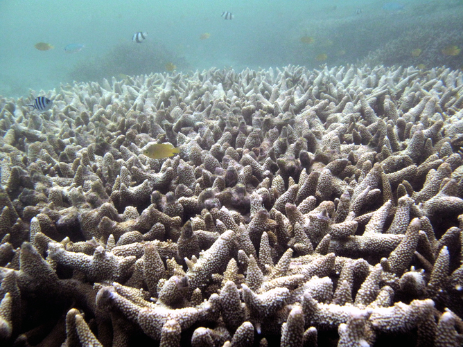 Acropora corals during a bleaching event - Image Credit: Christopher Doropoulos