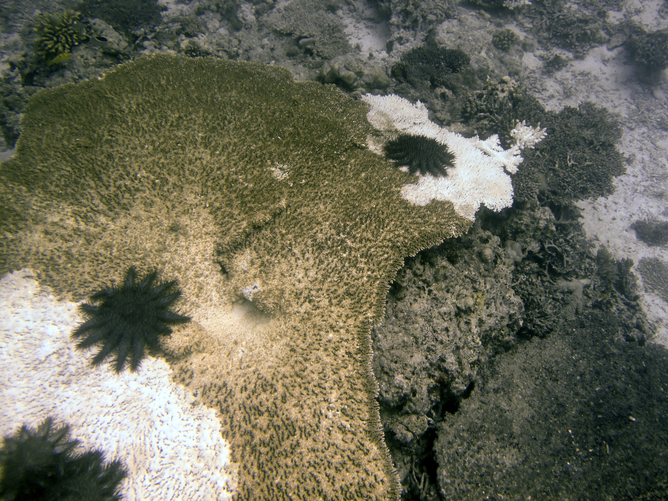 Crown-of-thorns starfish eating remnant Acropora colony - Image Credit: Christopher Doropoulos