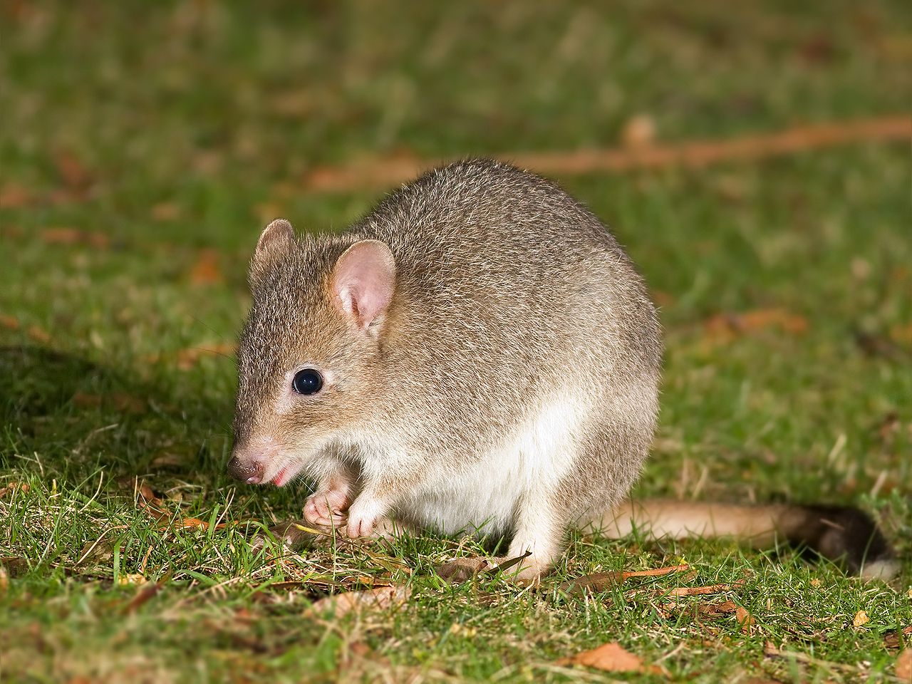 Near threatened: The Tasmanian Bettong (Bettongia gaimardi) is now part of a plan to save the species and restore a wider conservation area at Mulligans Flat. – Image Credit: Wikimedia/JJ Harrison
