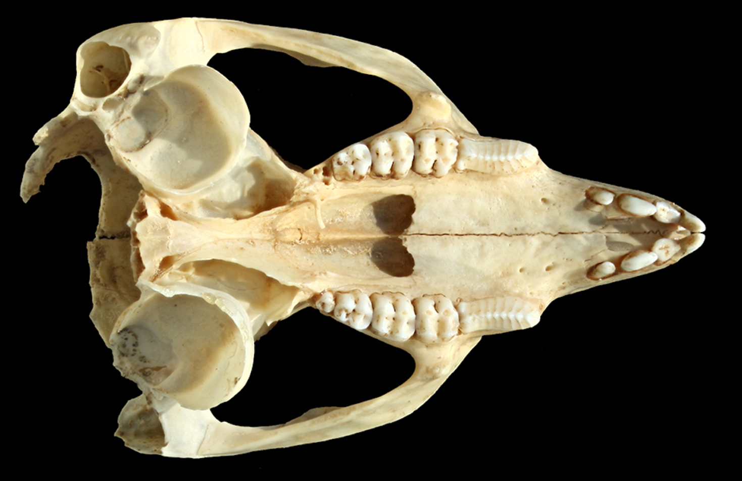 An incomplete skull and jaws are all that remains of the only individual of Bettongia anhydra ever to be found alive. The rest of the animal probably went into the cooks pot! - Image Credit: Matthew McDowell, Author provided