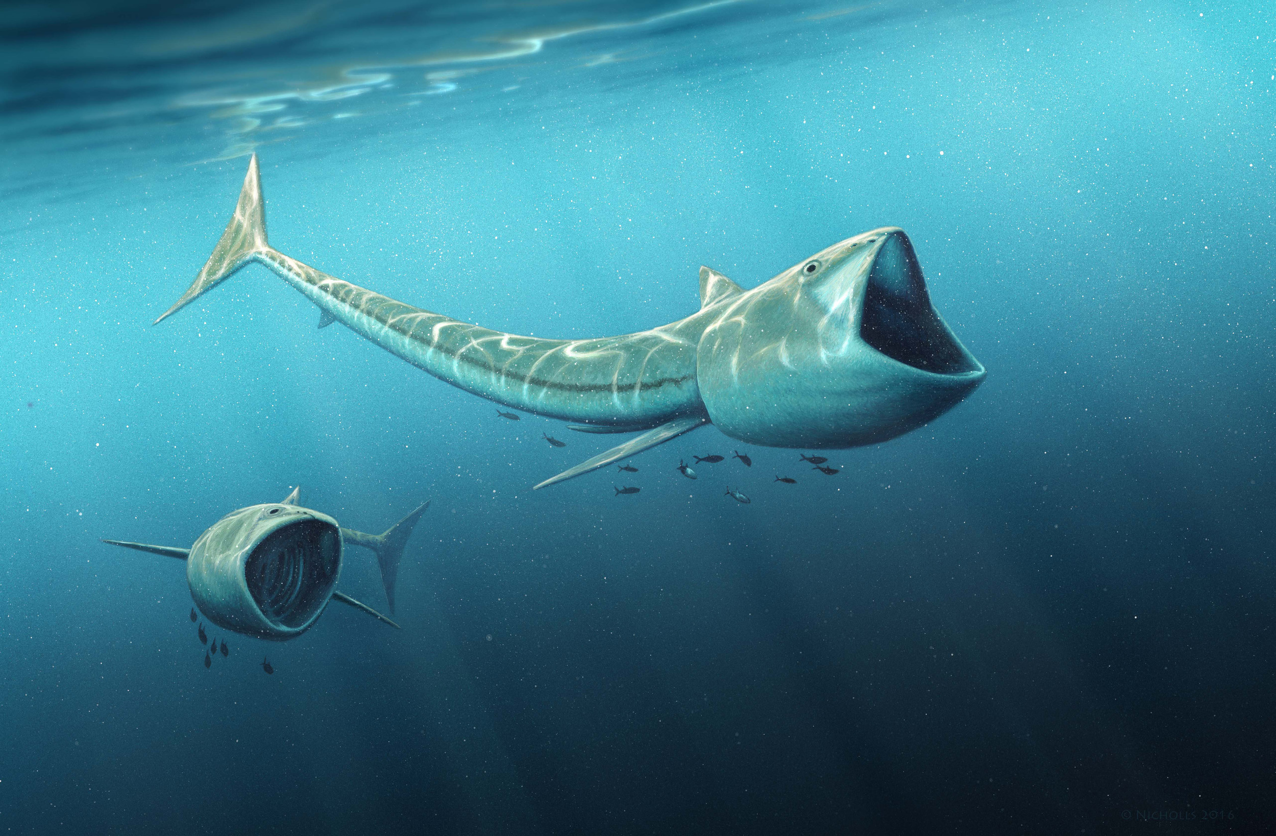 An international team of scientists have discovered two new plankton-eating fossil fish species, of the genus called Rhinconichthys, which lived 92 million years ago in the oceans of the Cretaceous Period. – Image Credit: Robert Nicholls