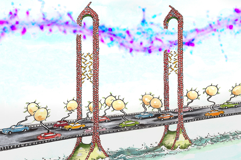MIT neuroscientists discovered that the protein CPG2 connects the cytoskeleton (represented by the scaffold of the bridge) and the endocytic machinery (represented by the cars) during the reabsorption of glutamate receptors. Each "car" on the “bridge" carries a vesicle containing glutamate receptors. - Image Credit: Mark Steele
