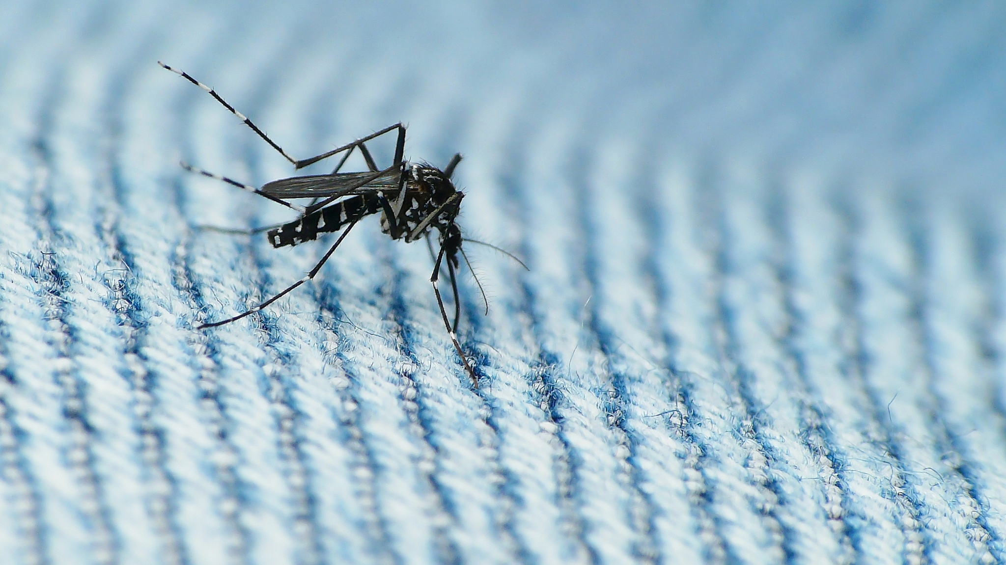 Even if Zika sometimes causes pregnant mothers to have babies with microcephaly, this does not necessarily mean every infected mother would have an affected baby. - Image Credit: coniferconifer/Flickr
