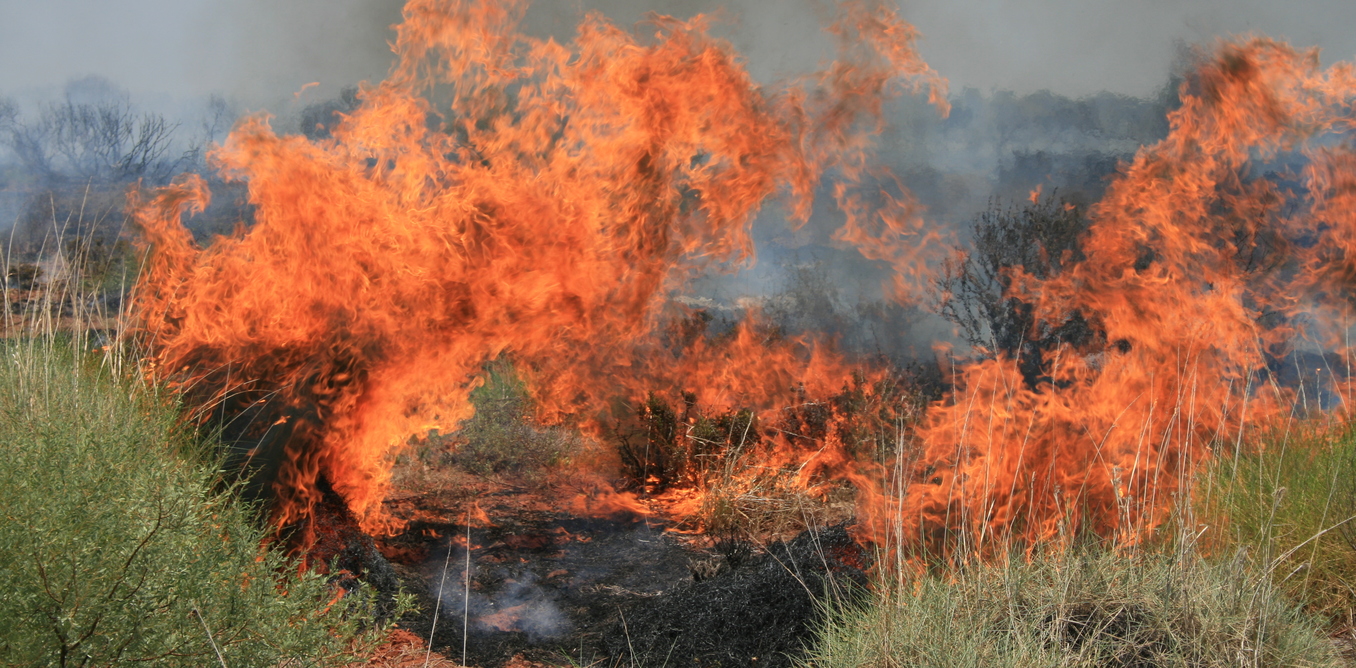 Extreme fire events are pushing Australian wildlife towards extinction. - Image Credit: Rob Davis, Author provided