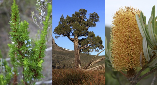 Plant species threatened by fire (L to R): Andersonia pinaster, Athrotaxis cupressoides, and Banksia verticillata. L to R: Sarah Barrett, brewbrooks/flickr (CC BY-SA 2.0, https://flic.kr/p/7g7BGb), Sarah Barrett