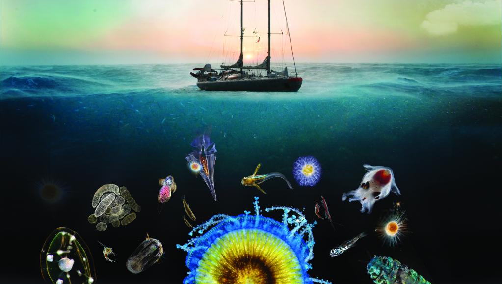 A vast interconnected community of tiny organisms play a role in stopping global warming - Image Credit: G. Bounaud, C. Sardet-Soixanteseize — Tara Expeditions