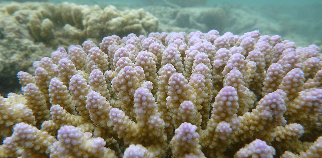 Corals grow better in the more alkaline ocean conditions that existed in pre-industrial times. - Image Credit: Ken Caldeira/Nature, Author provided
